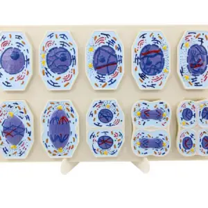 Modelo 3D de las etapas de la Meiosis