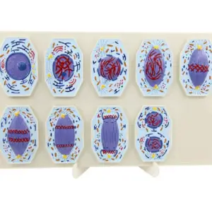 Modelo 3D de las etapas de la Mitosis
