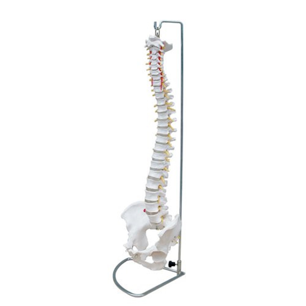 Modelo Anatómico de Columna Vertebral Tamaño Natural con Pelvis