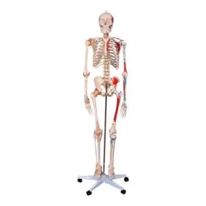 Esqueleto Humano con Inserciones musculares y Ligamentos - 180 Cm