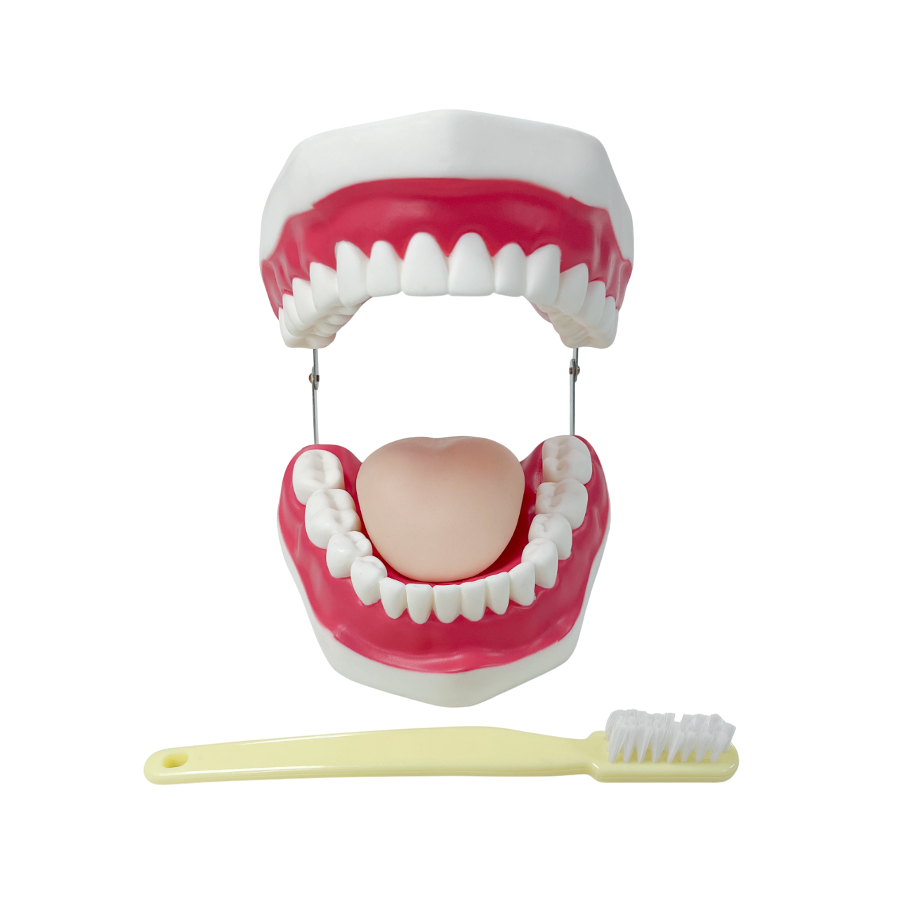 Modelo Anatómico de Dentadura y Lengua con Cepillo - 28 dientes