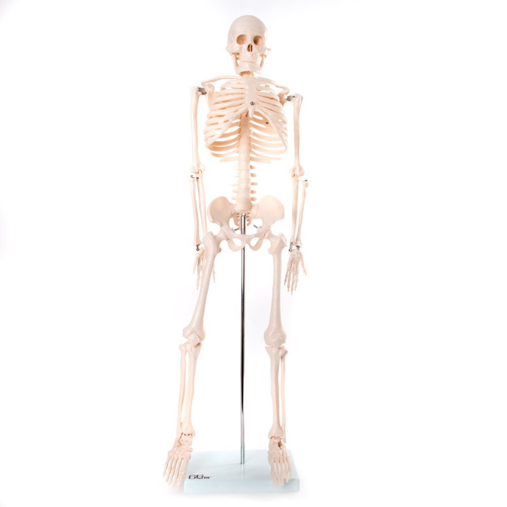 Esqueleto Humano con Soporte - 85 Cm