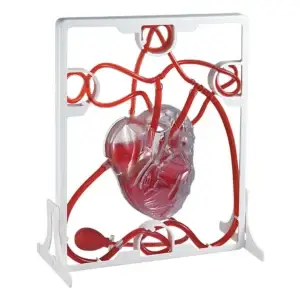 Modelo Funcional de Bombeo del Corazón Humano