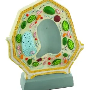 Modelo de Celula Vegetal PVC - 25 Cm - EISCO