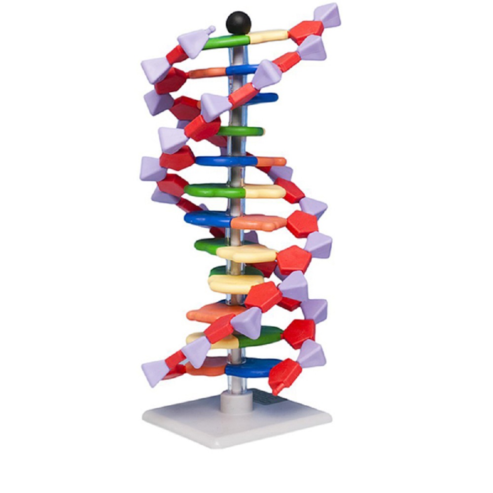 Modelo Molecular Molymod® - ADN