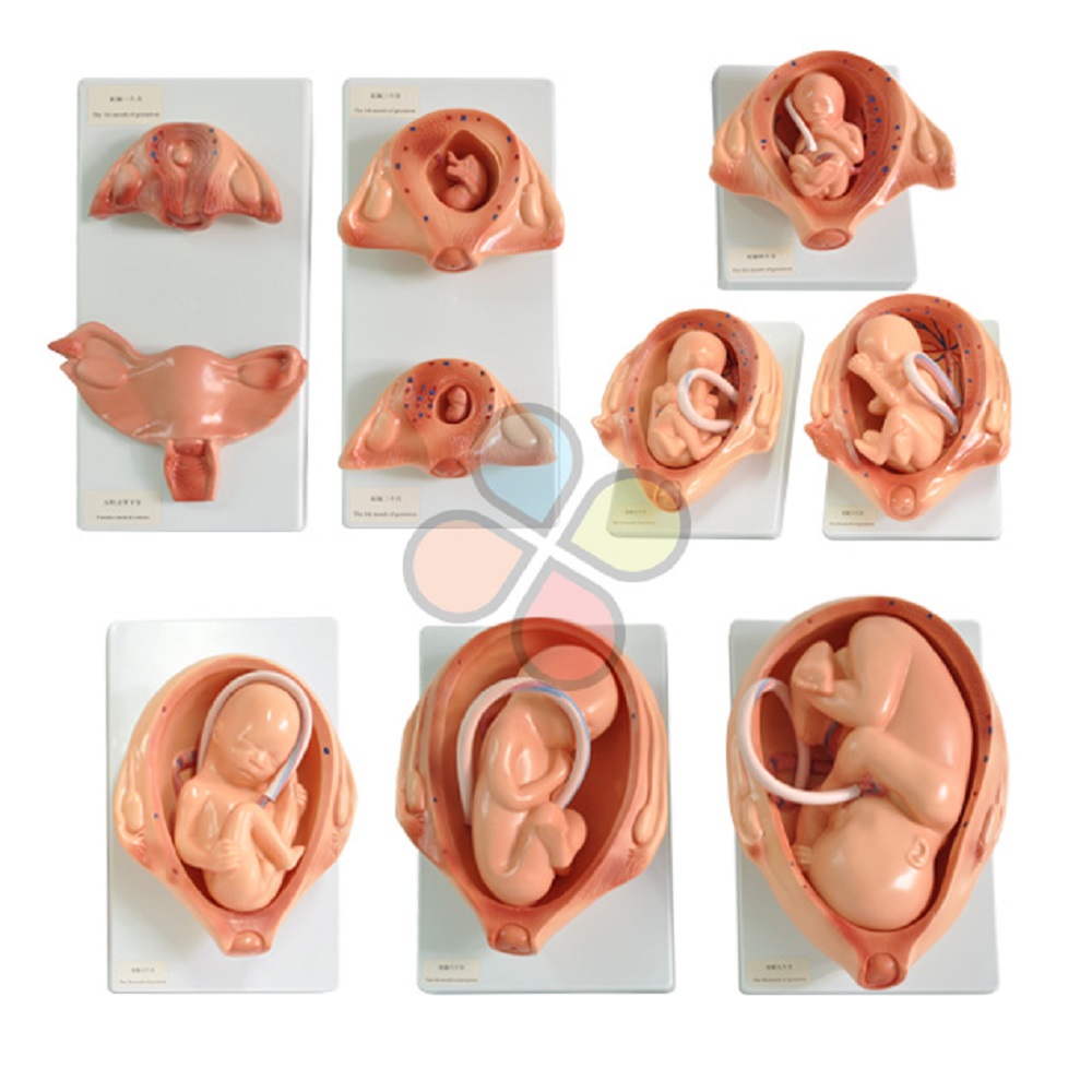 Gestación Fetal Tamaño Natural - 10 Partes