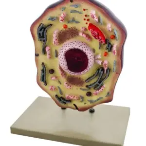 Modelo de Celula Animal PVC - 25 Cm- EISCO